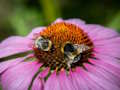 Purple Coneflower Jigsaw 