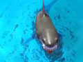 Survive the Sharks 