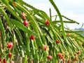 Dragon Fruit Animal Escape 