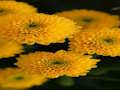 Chrysanthemums Jigsaw 