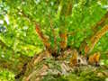 Tree Branches Jigsaw 