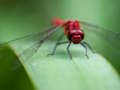 Dragon Fly Jigsaw 