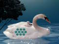 Save The Swan Mother Child 