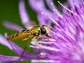 Insect Jigsaw 