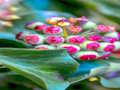 Ivy Plant Jigsaw 