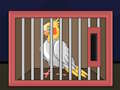 Release The Cockatiel Bird 