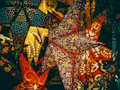 Christmas Stars Jigsaw 