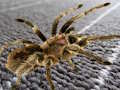 Spider Hidden Difference 