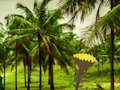 Escape From Coconut Land 