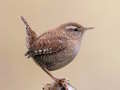 BirdLingo 