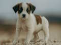 Jack Russell Jigsaw 