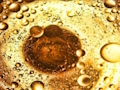 Oil Bubbles Jigsaw 
