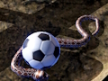 Python Snake Simulator 