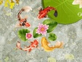 Koi Fish Pond 