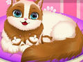 Cute Kitty Pregnant 