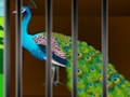 Liberate the Caged Beauty 