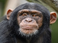 Chimpanzee Jigsaw 