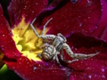 Crab Spider Jigsaw 
