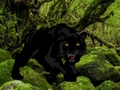 Escape from Black Panther Forest