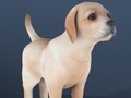 IDLE Pet