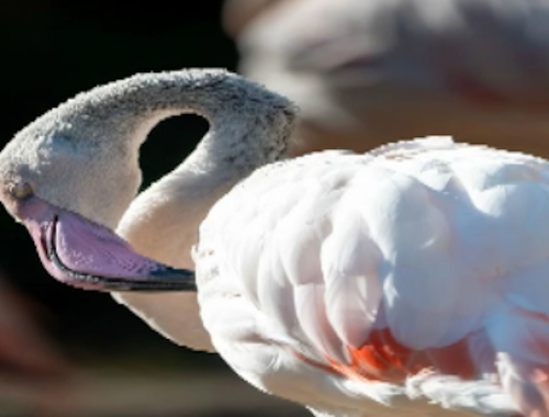 Flamingo Bird Jigsaw