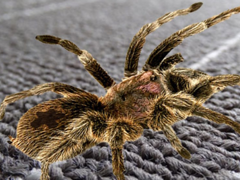 Real Spider Difference