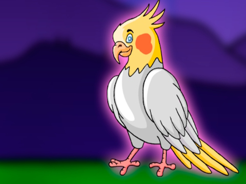 Release the Cockatiel Bird from Cage