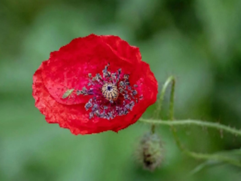 Poppy Nature Flower Jigsaw
