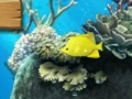 Big fish eats small