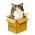 Find the cat online